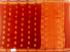 PL BIG BUTTA SAREE