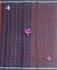 80SX80S PMK COTTON SAREES 550 MTS