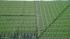 BEDSHEET ERODE JACQUARD 60X90